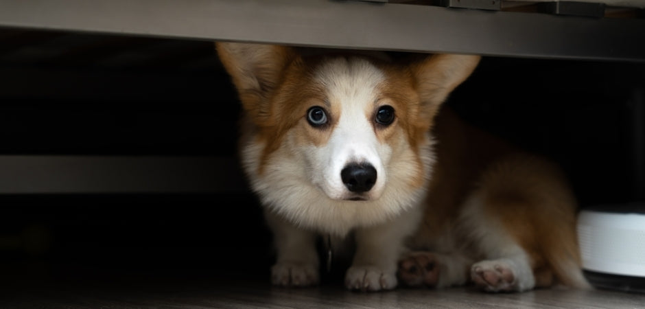 7 skjulte tegn på at hunden din kan ha angst