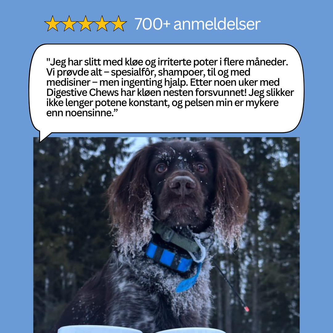 Digestive Chews - bidrar til god tarmhelse hos hunder (Prøv Gratis)