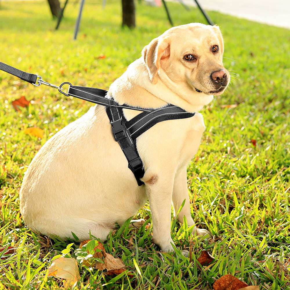 Antitrekk hundesele med LED-lys og refleks