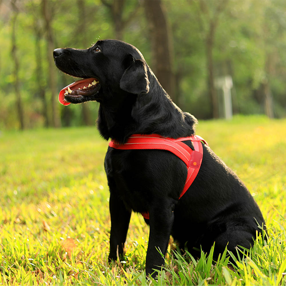 Antitrekk hundesele med LED-lys og refleks