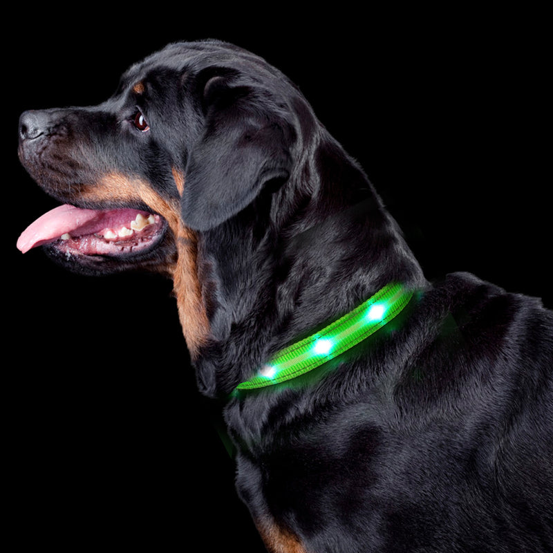 LED-halsbånd - synliggjør din hund